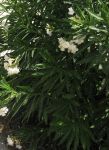 Gėlių su baltais žiedais krūmas Antalijoje